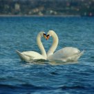 Swan Heart